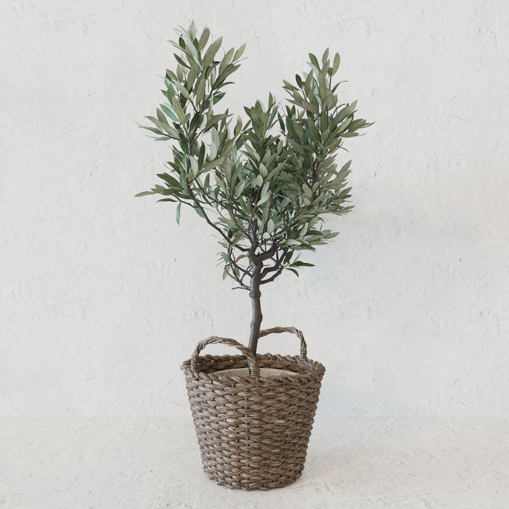 Olive tree in a  basket 3D model_7