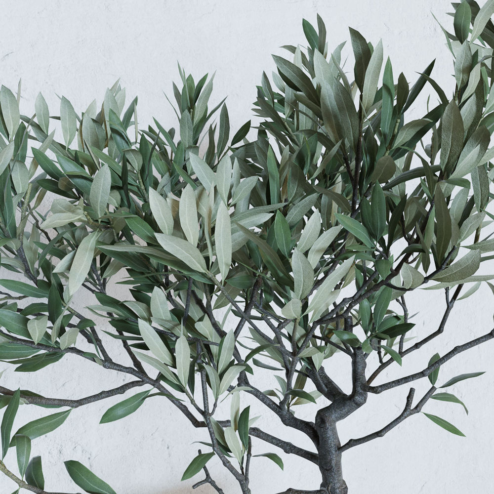 Olive tree in a  basket 3D model_4