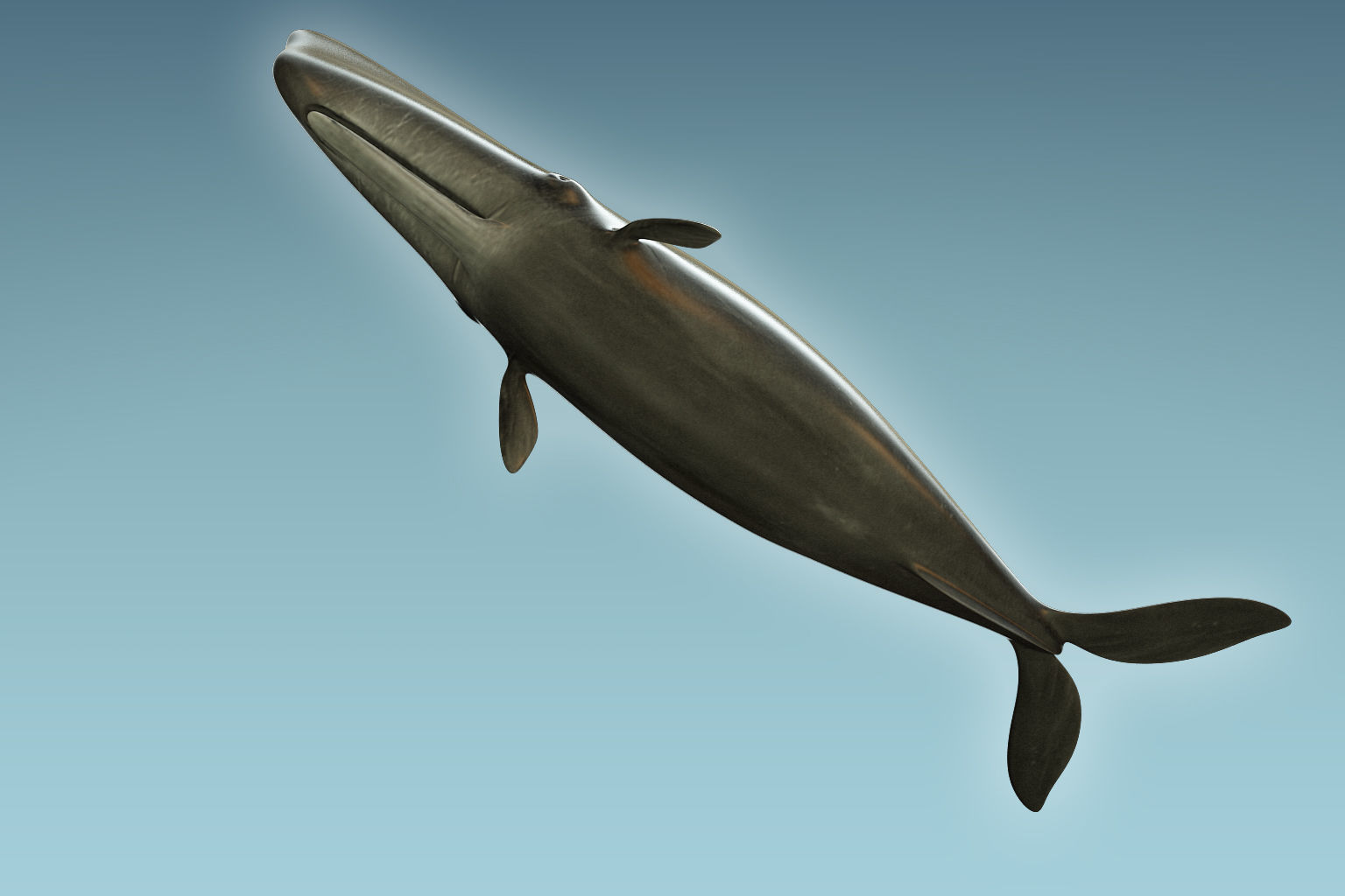 Sperm Whale 3D model_6