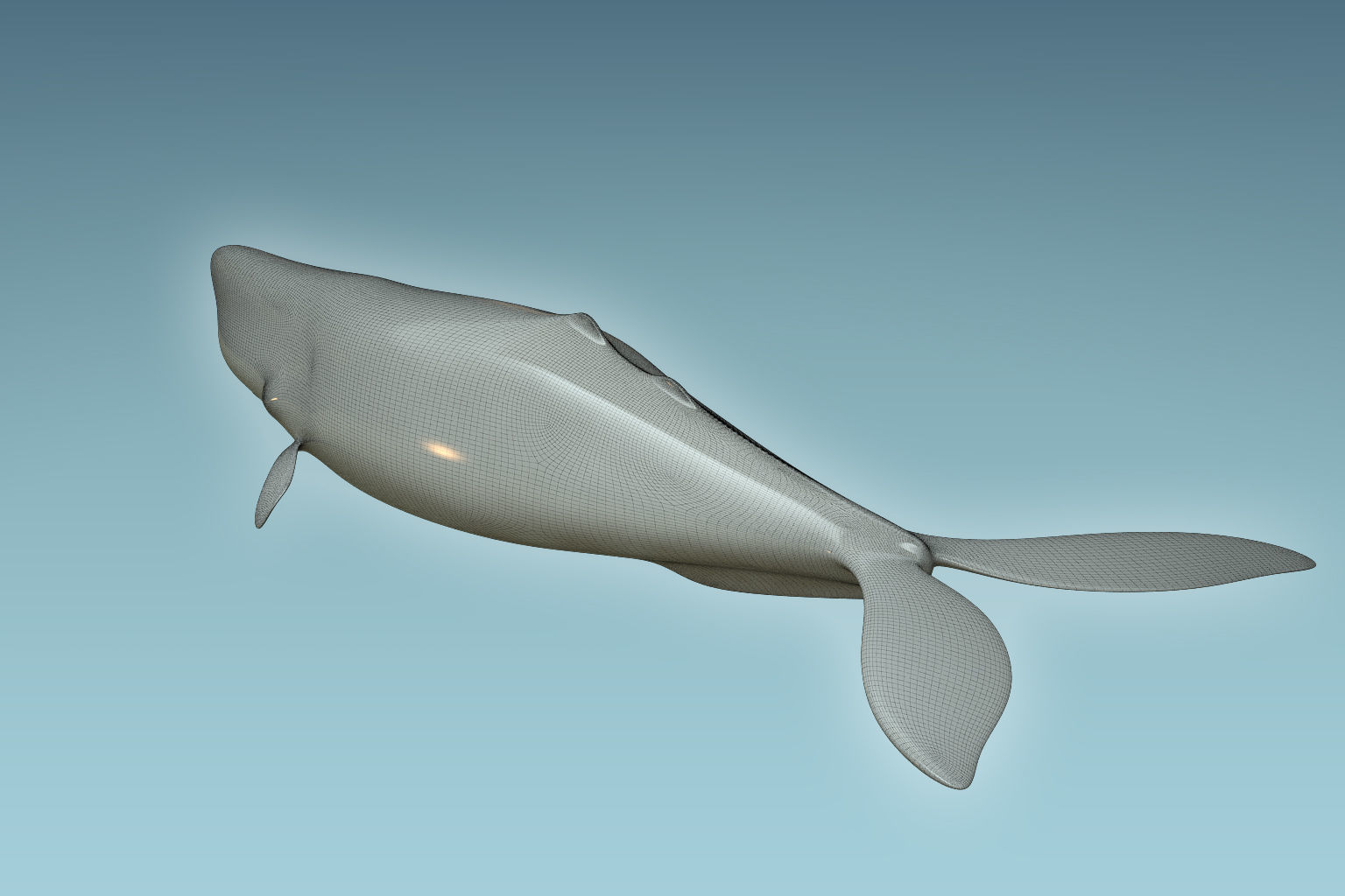 Sperm Whale 3D model_7