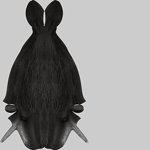 Sperm Whale 3D model_9