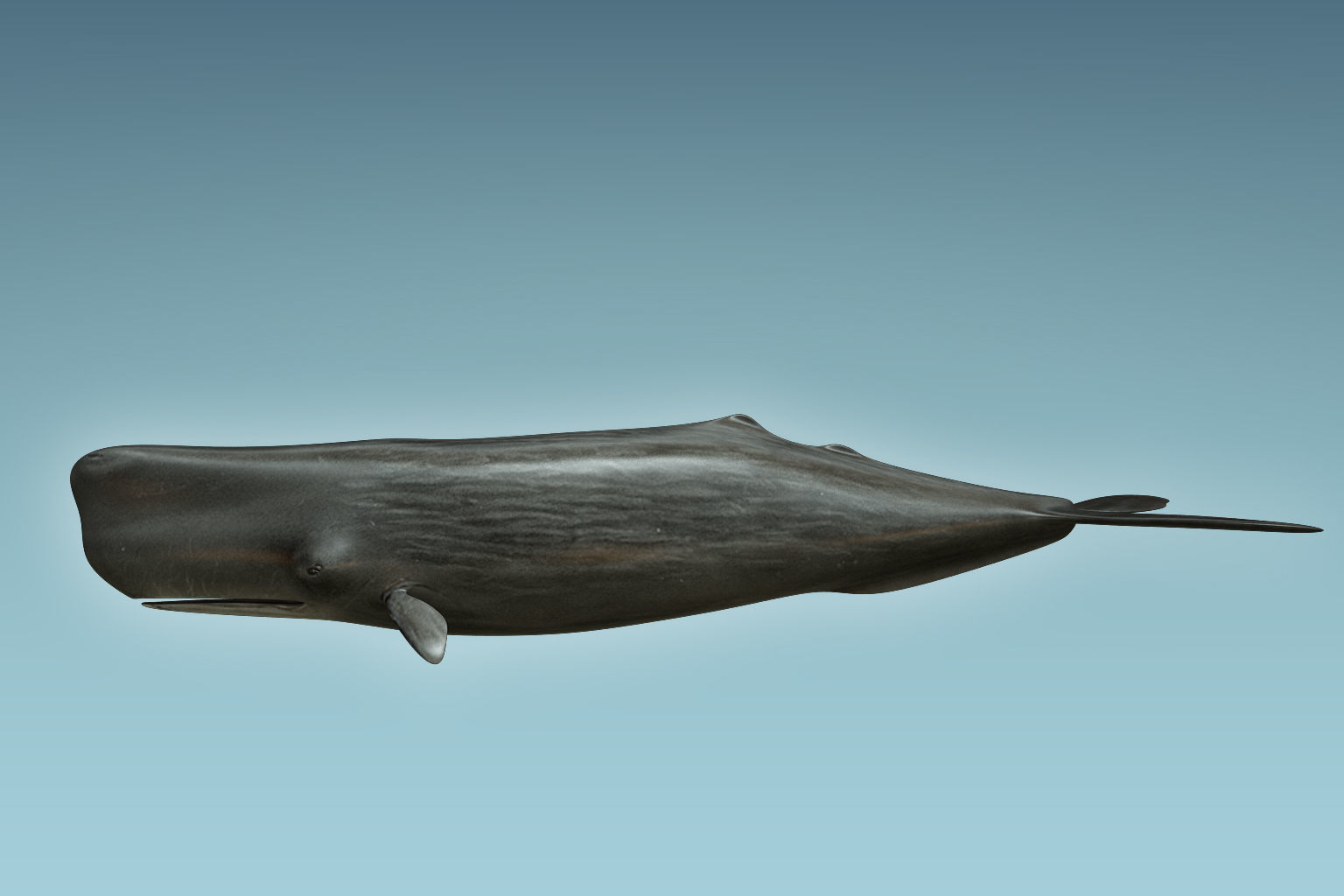 Sperm Whale 3D model_1
