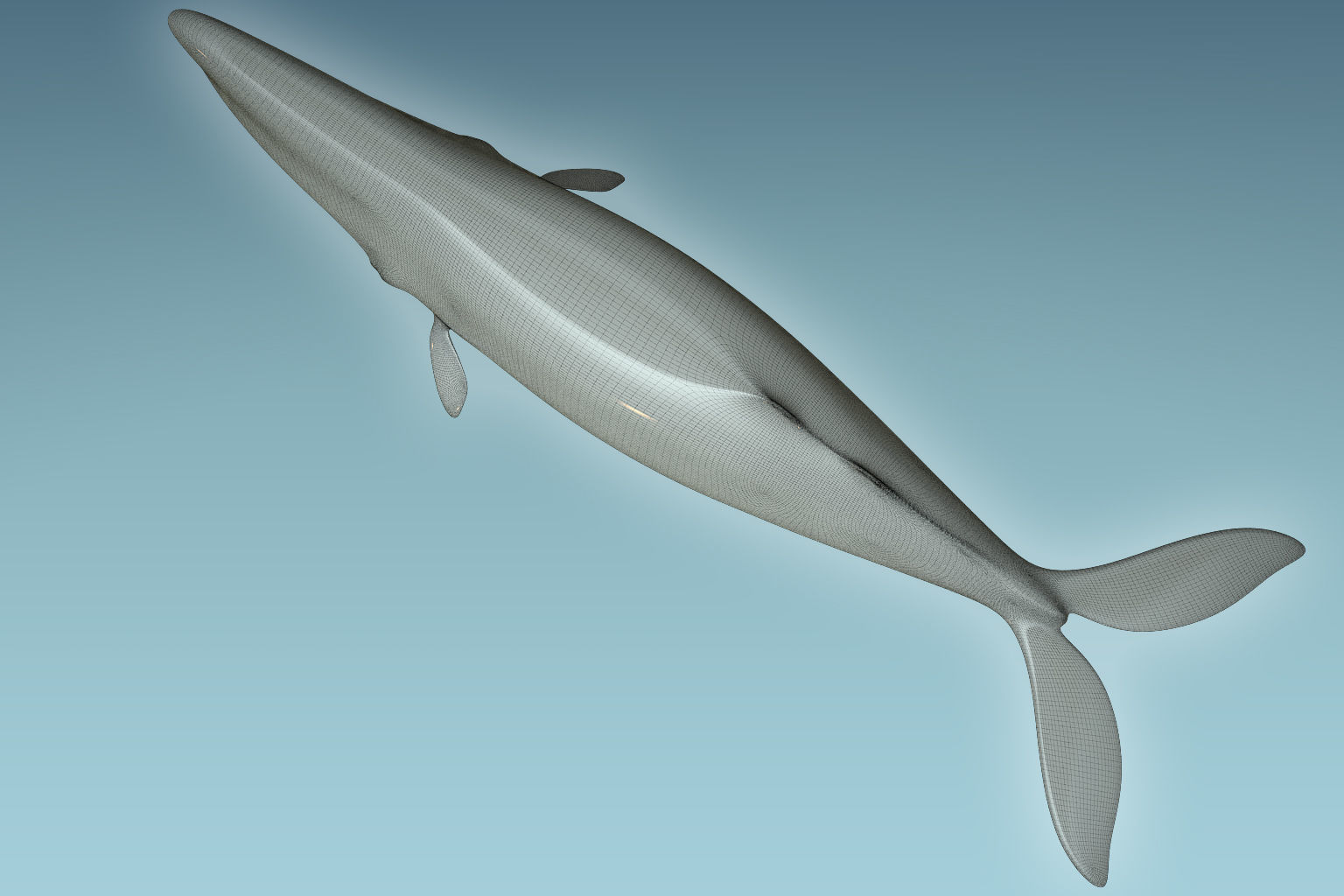 Sperm Whale 3D model_8