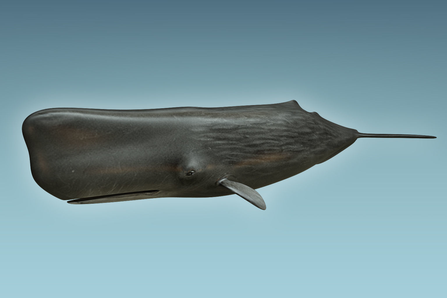 Sperm Whale 3D model_4