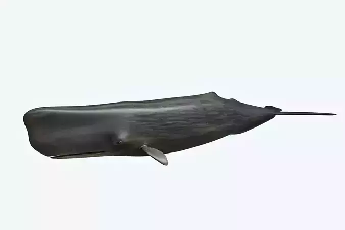 Sperm Whale