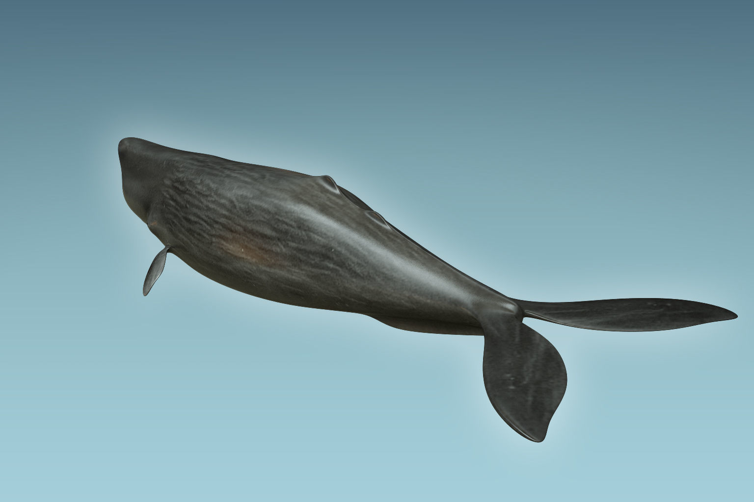Sperm Whale 3D model_3