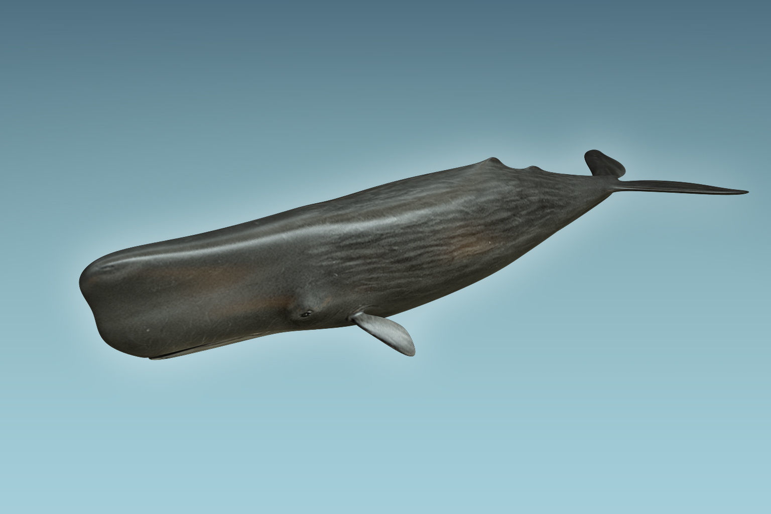 Sperm Whale 3D model_2