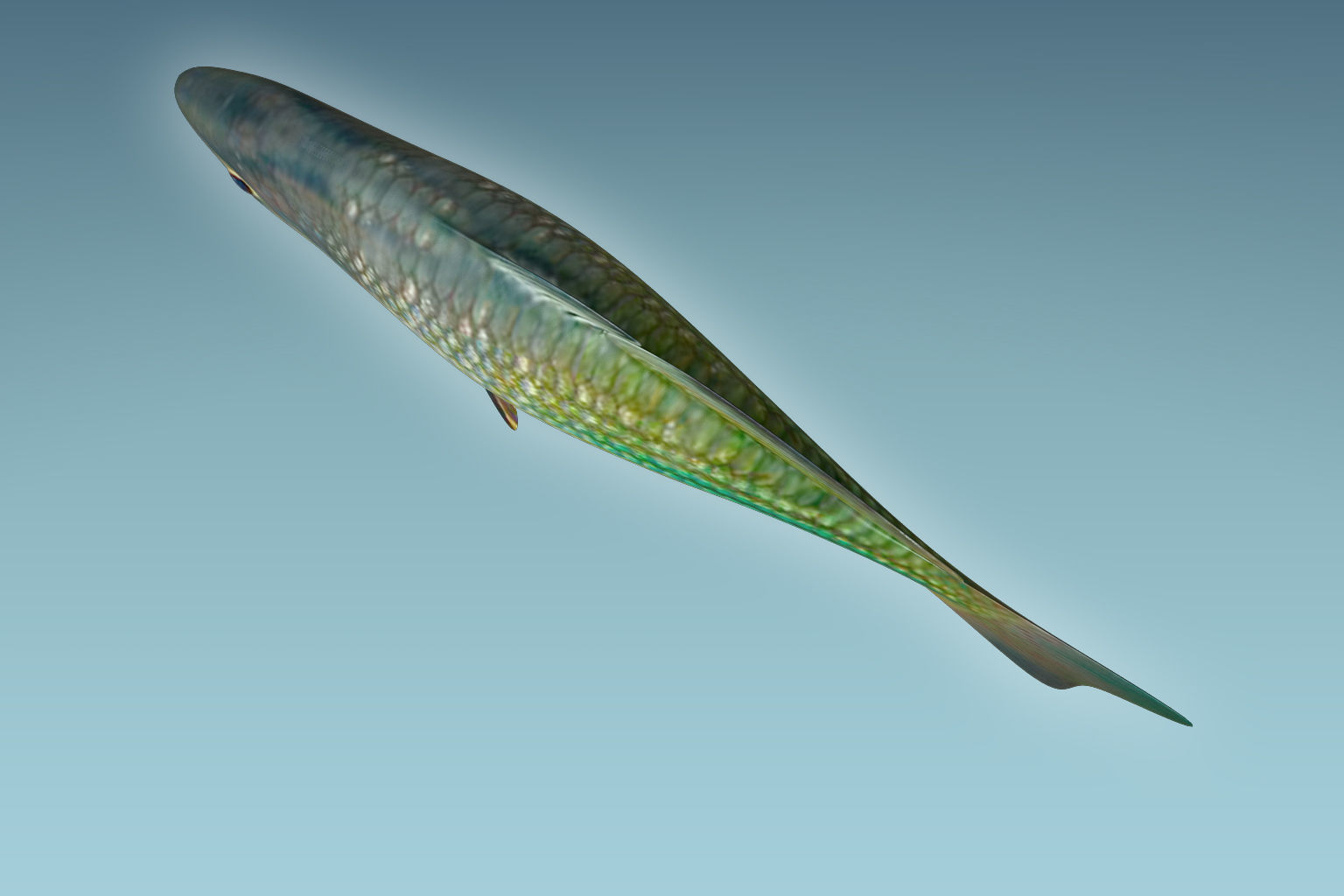 Rainbow Fish 3D model_5