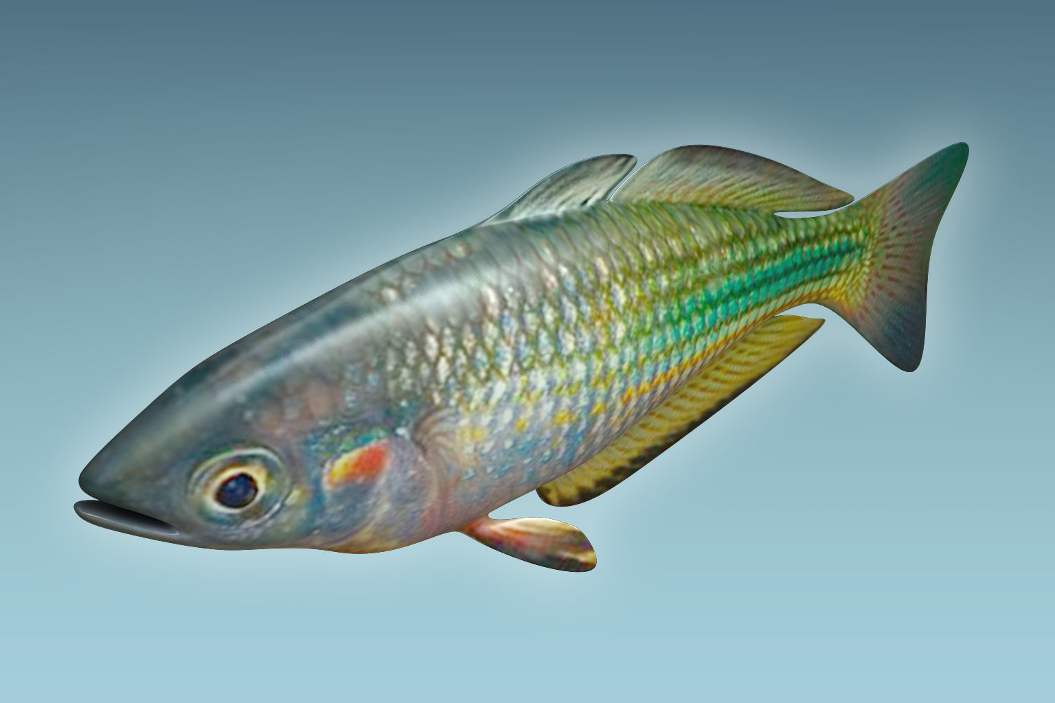 Rainbow Fish 3D model_2