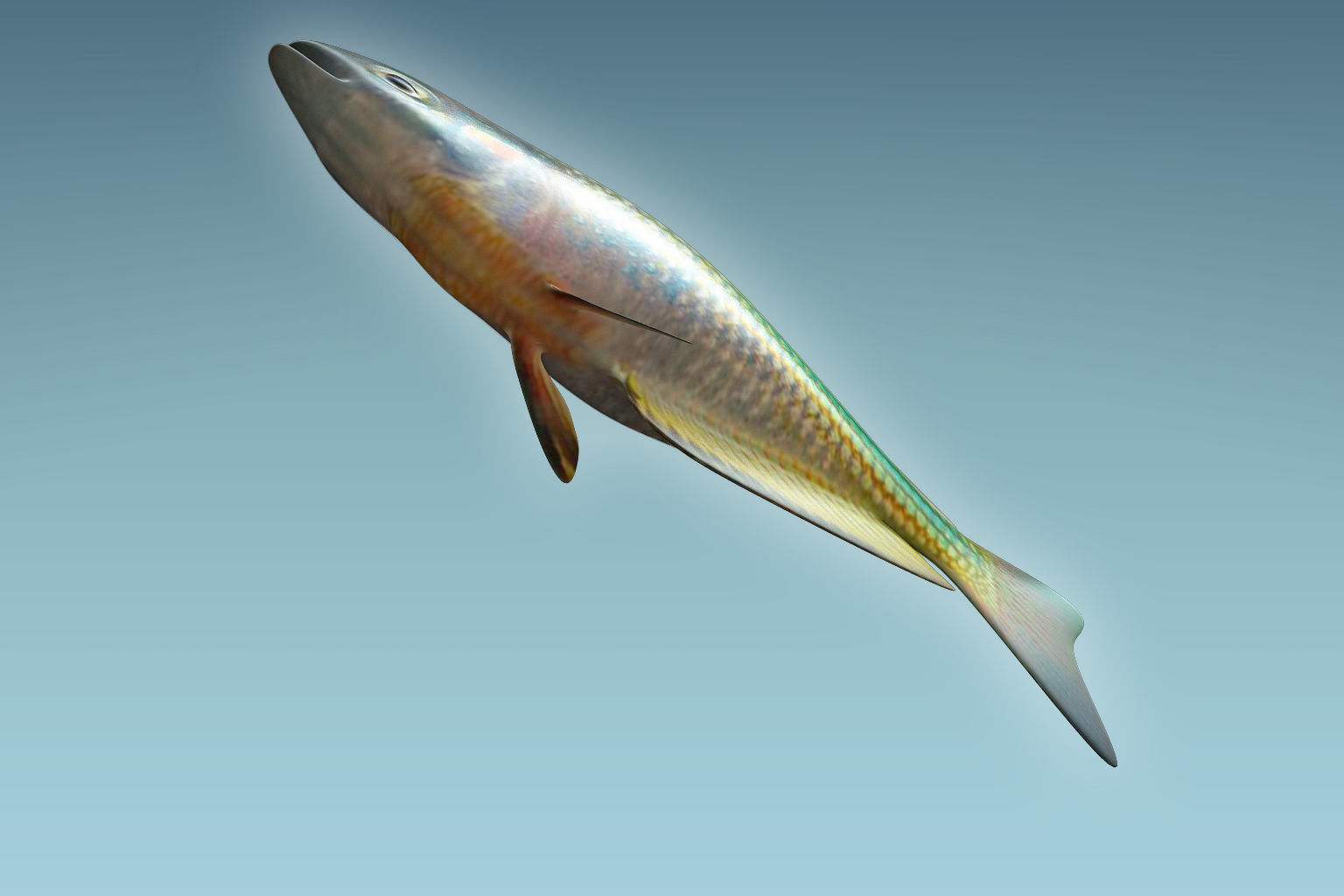 Rainbow Fish 3D model_6