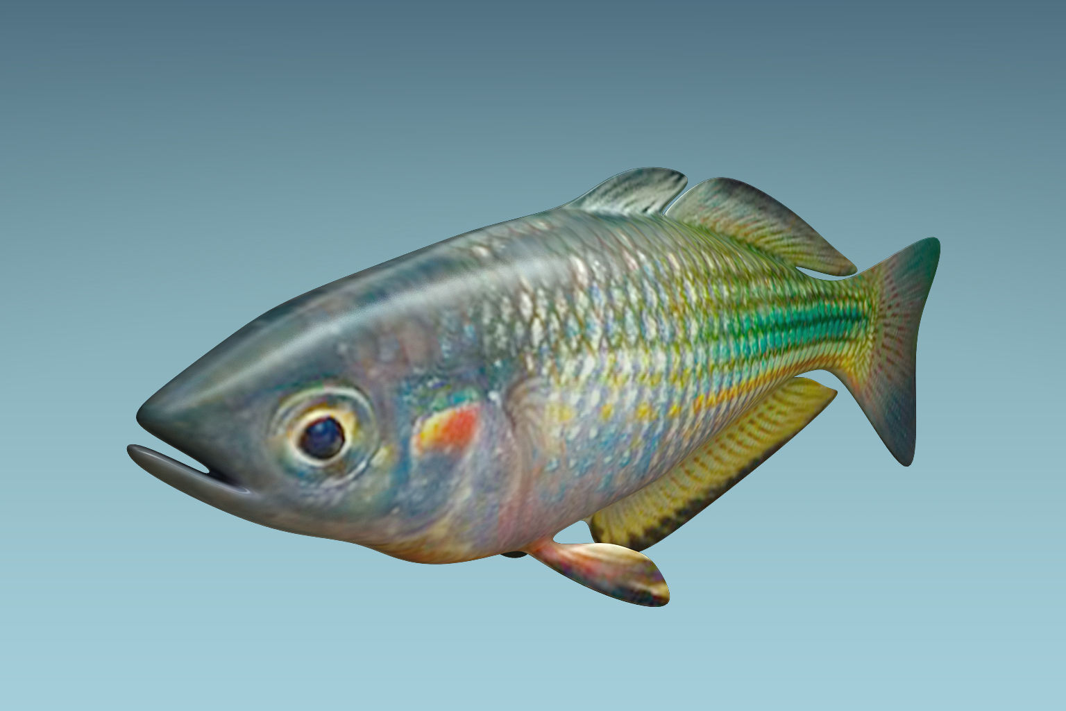 Rainbow Fish 3D model_4