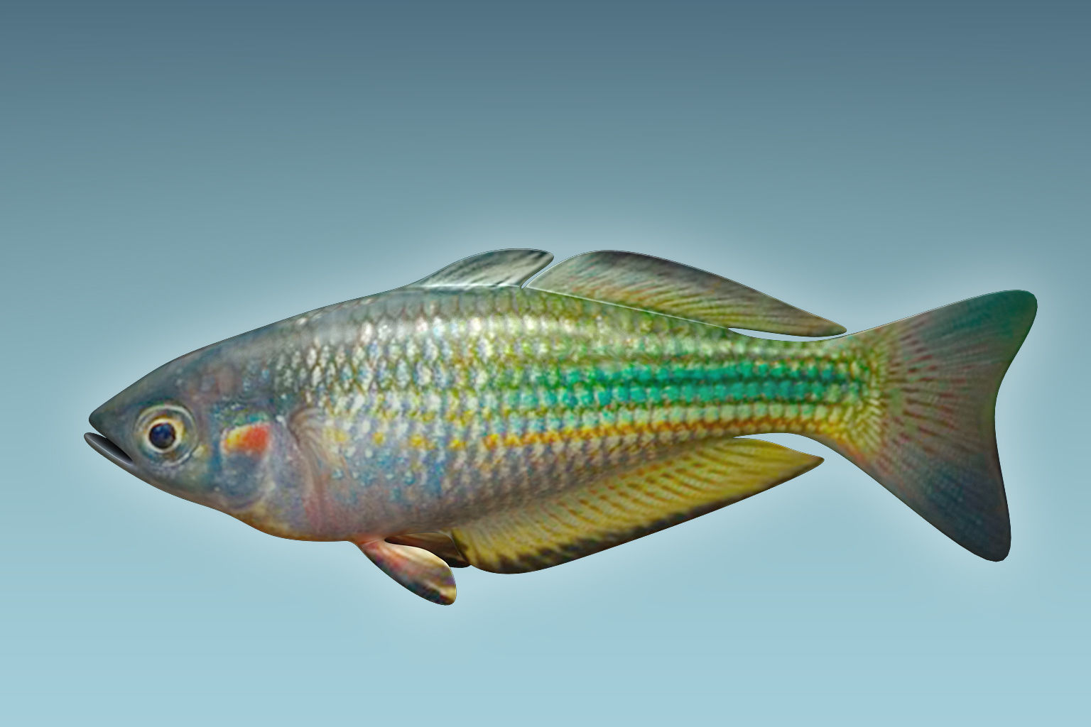 Rainbow Fish 3D model_1
