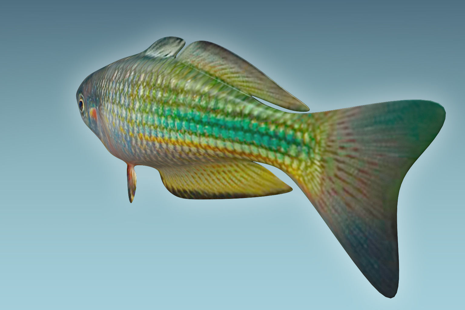 Rainbow Fish 3D model_3