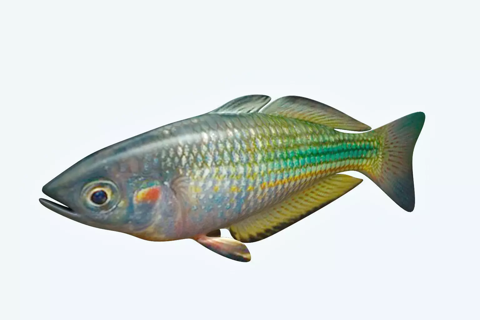 Rainbow Fish 3D model_0