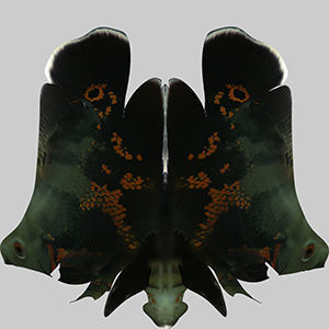 Black Tiger Fish 3D model_9