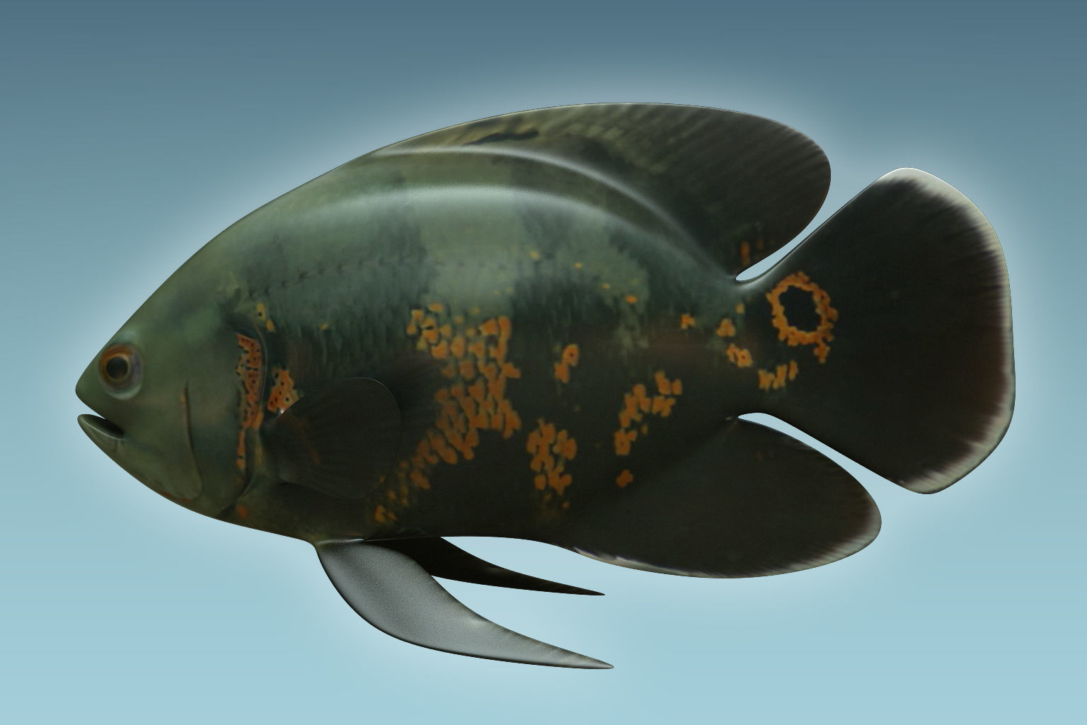 Black Tiger Fish 3D model_1