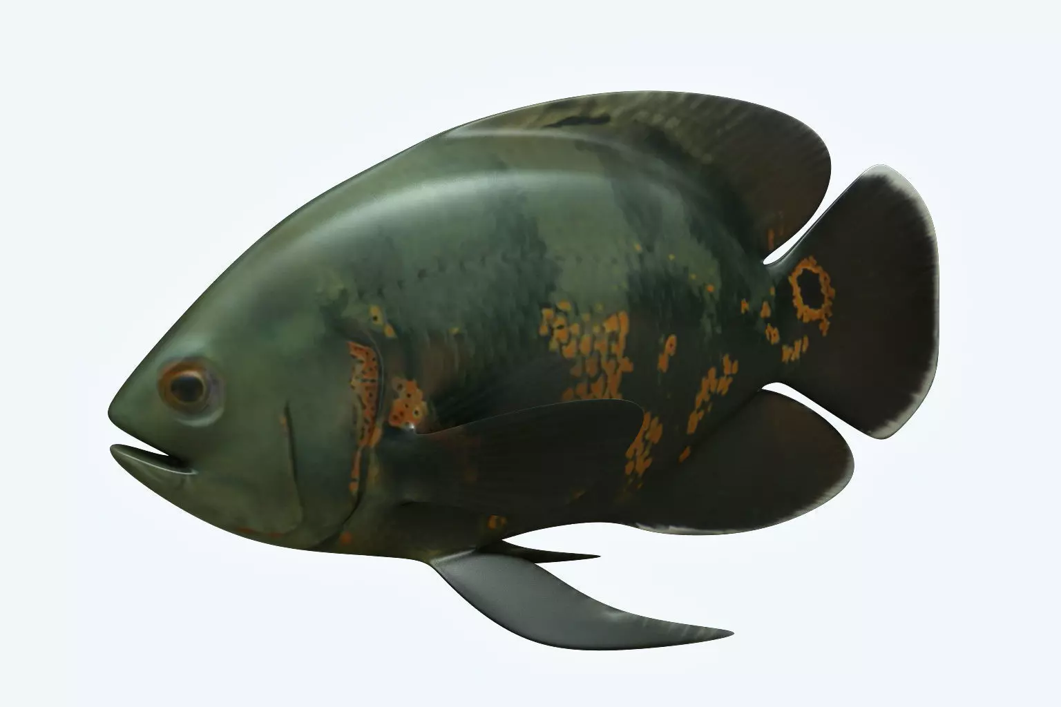 Black Tiger Fish 3D model_0