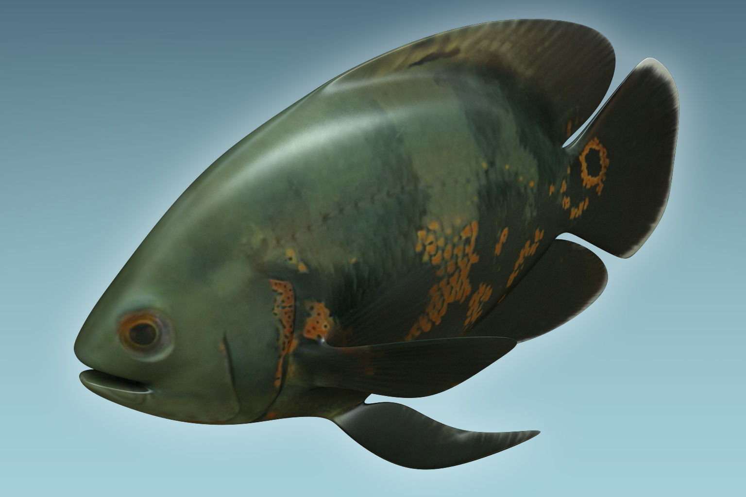 Black Tiger Fish 3D model_2
