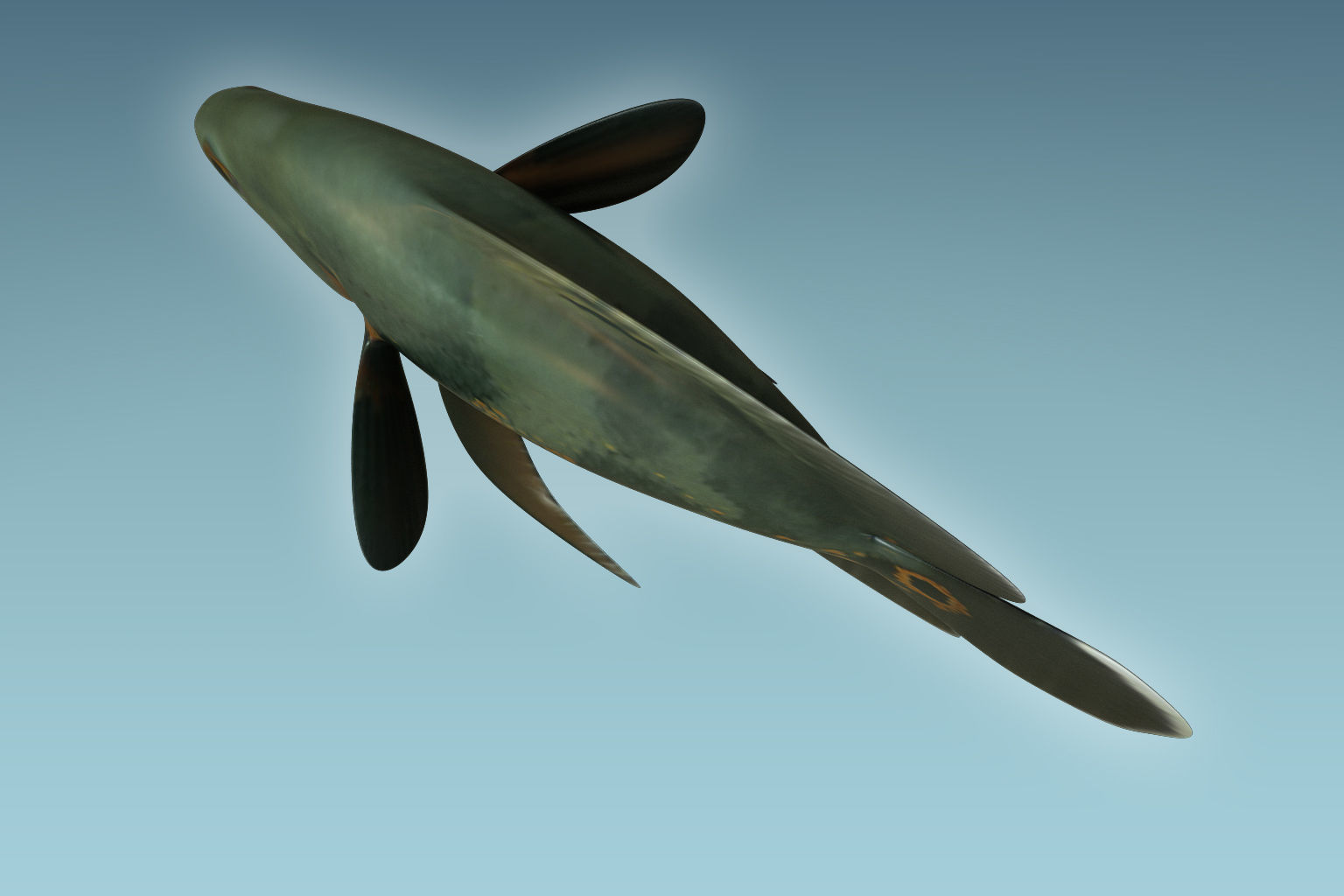 Black Tiger Fish 3D model_5