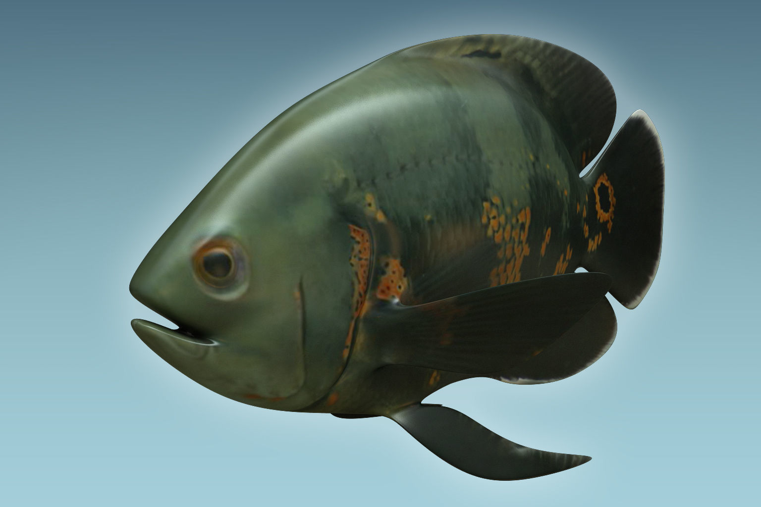 Black Tiger Fish 3D model_4