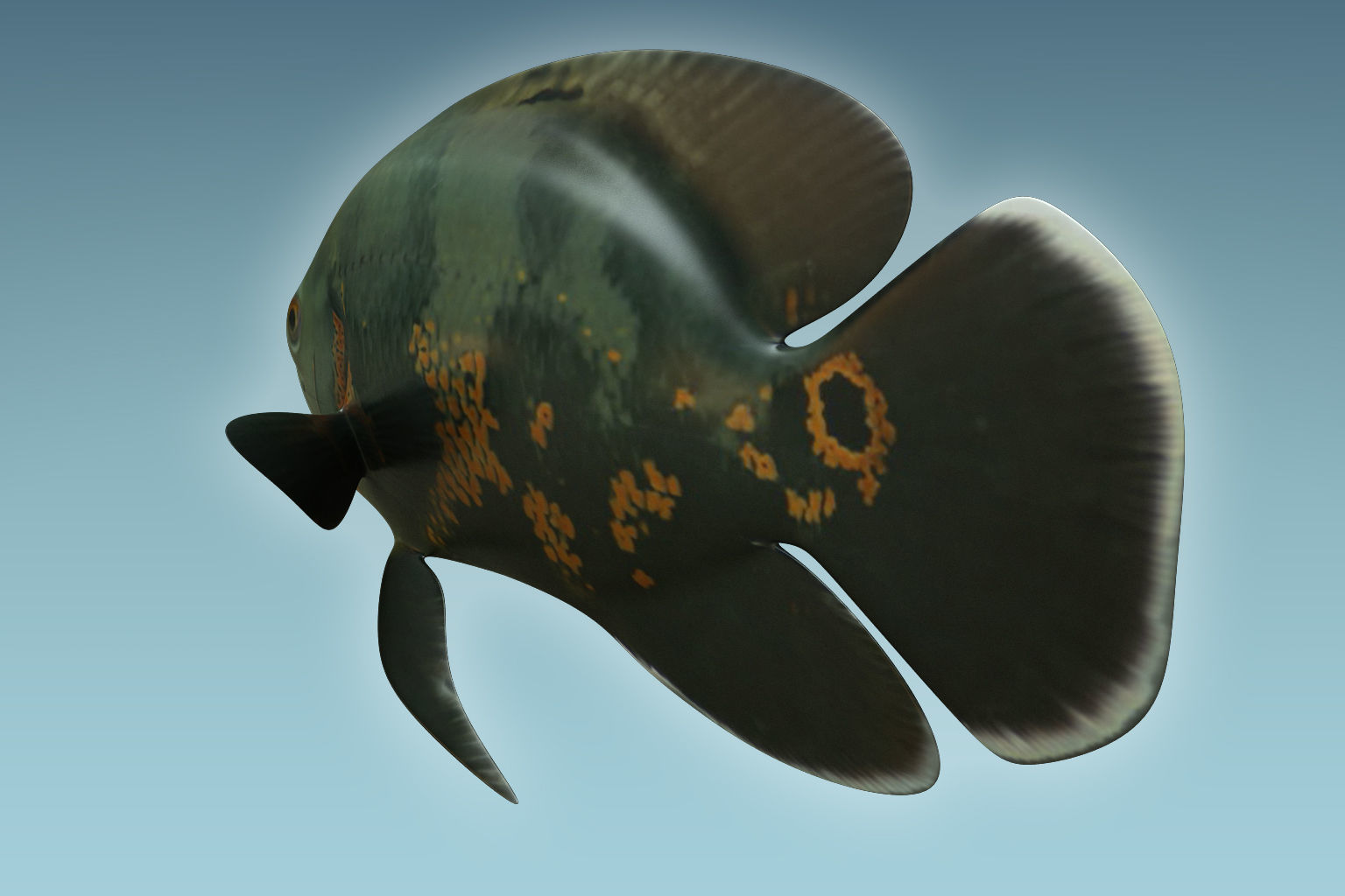 Black Tiger Fish 3D model_3