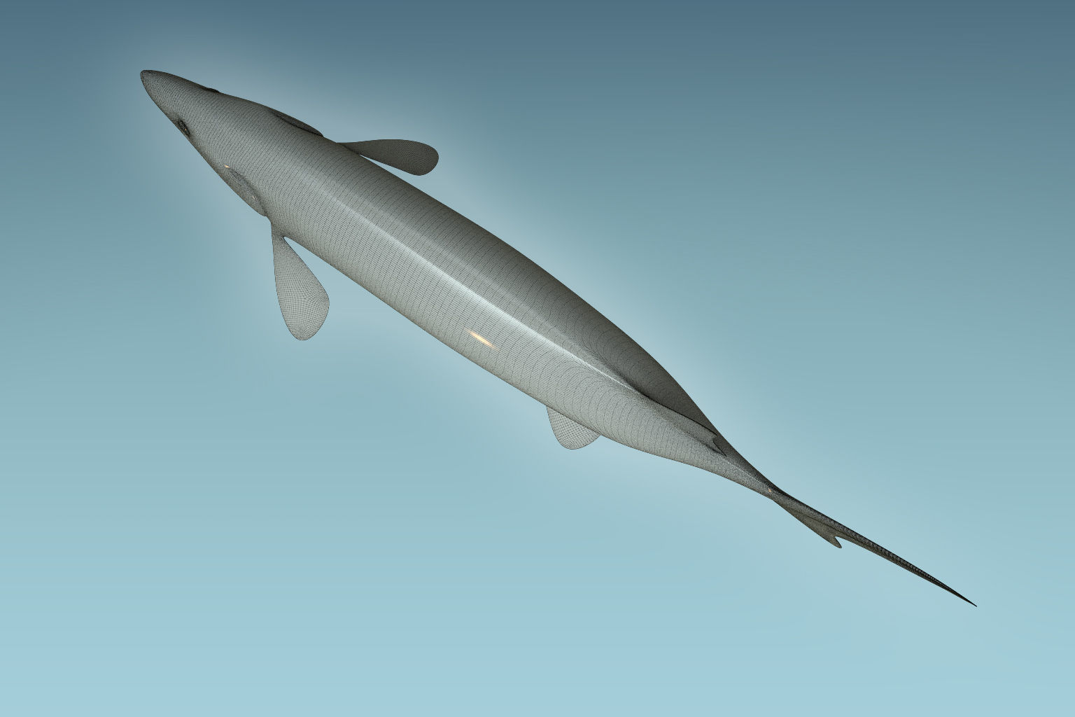 Sturgeon Fish 3D model_8