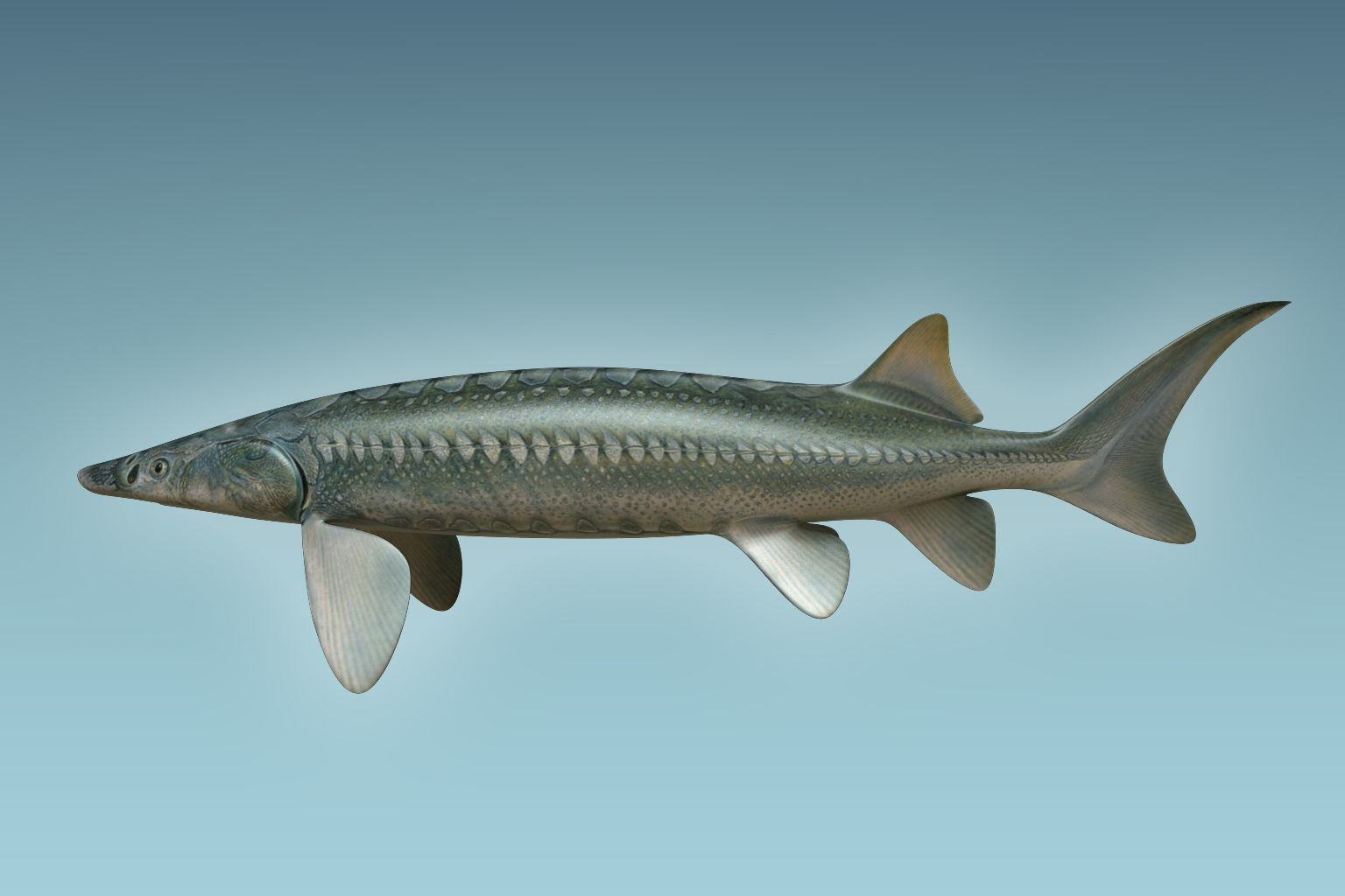 Sturgeon Fish 3D model_1