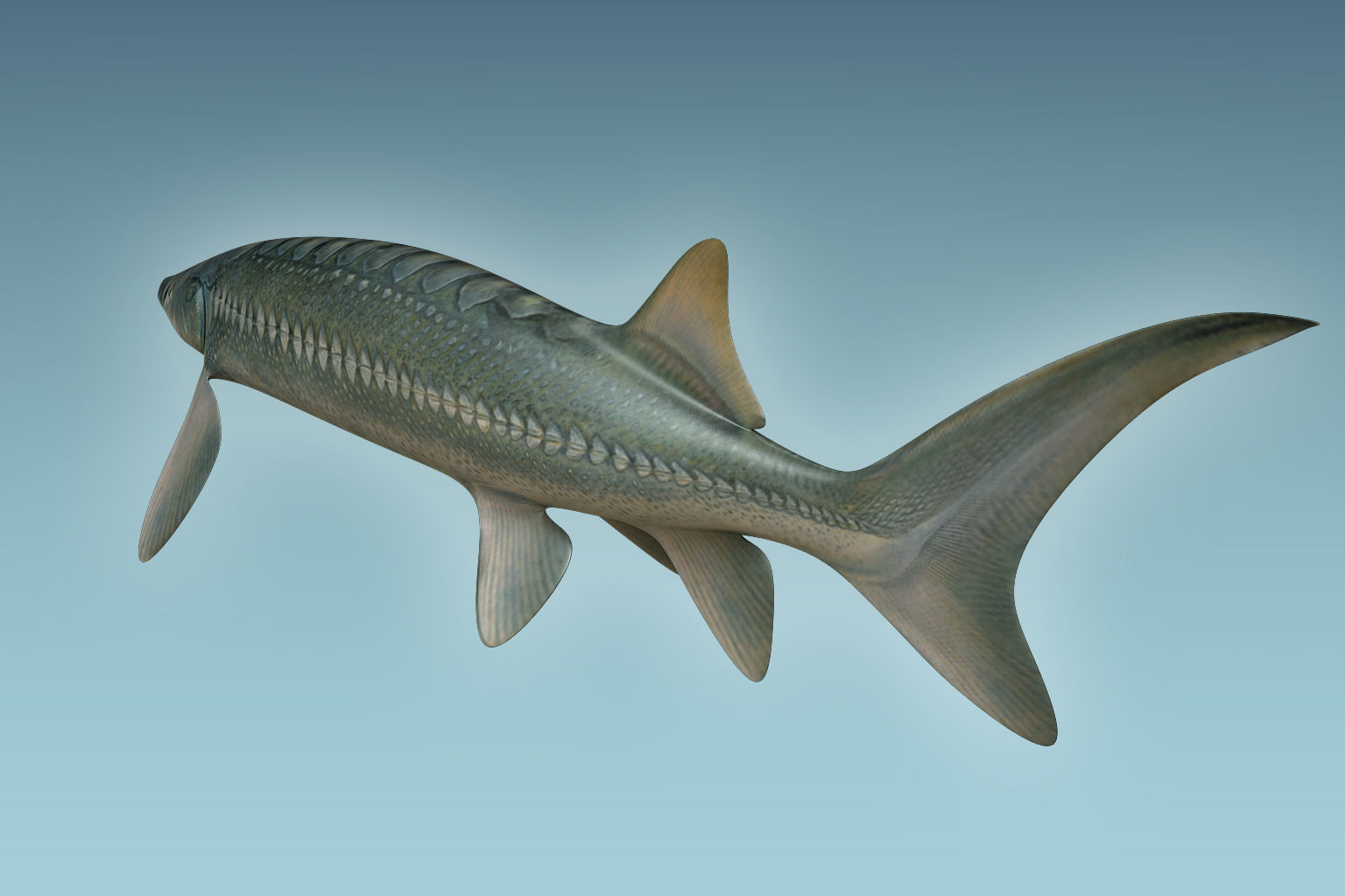 Sturgeon Fish 3D model_3