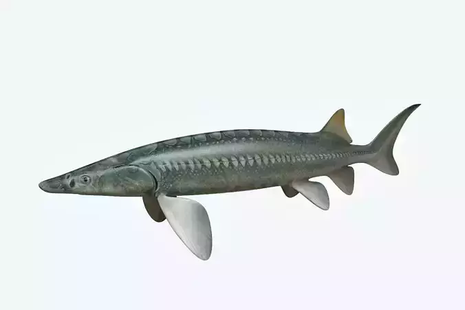 Sturgeon Fish
