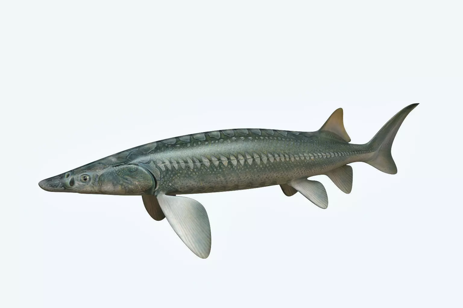 Sturgeon Fish 3D model_0