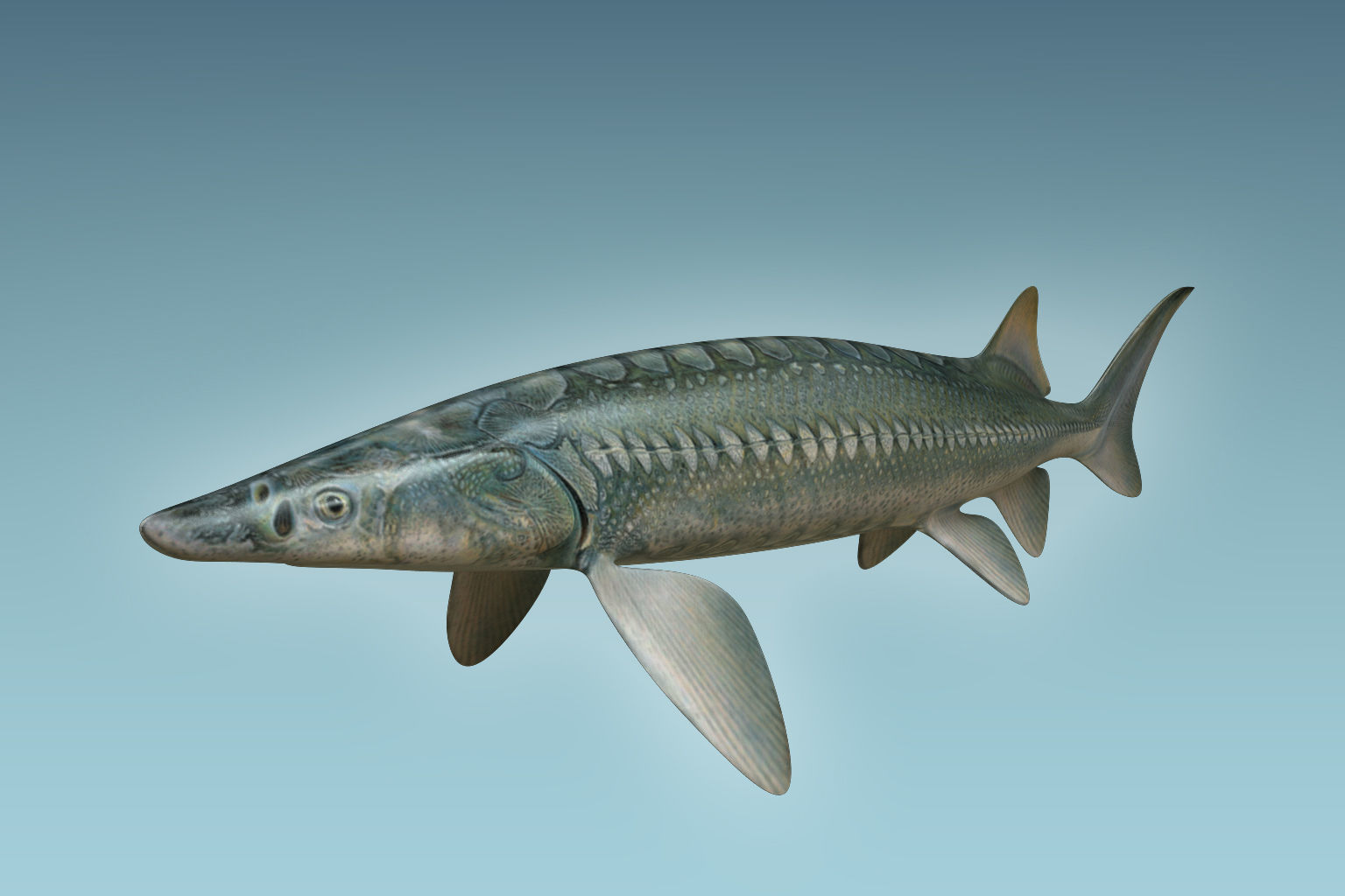Sturgeon Fish 3D model_4