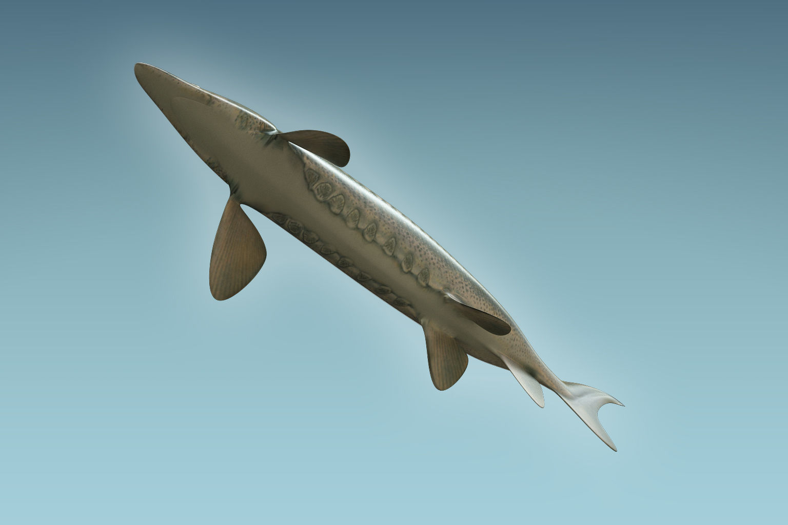 Sturgeon Fish 3D model_6