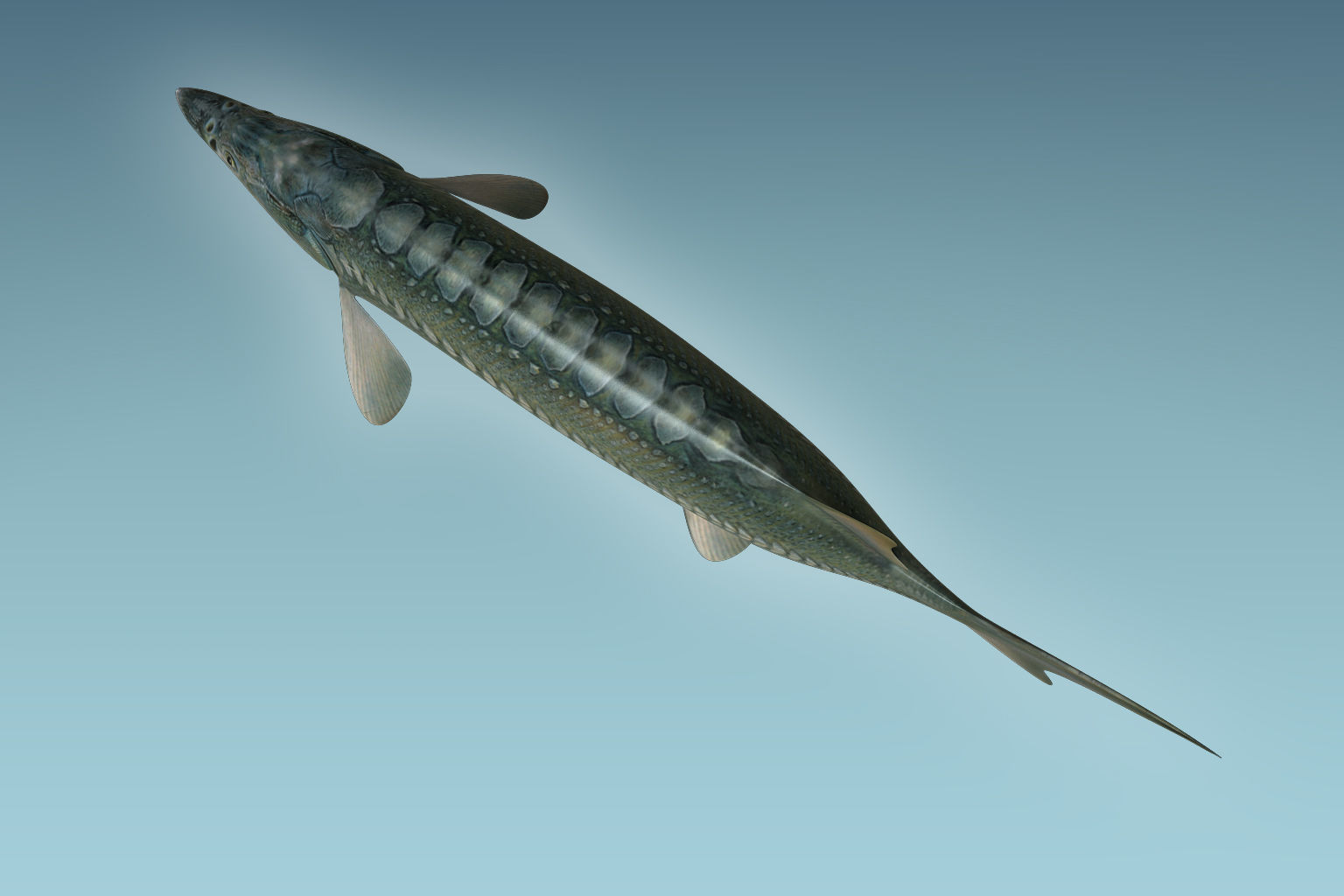 Sturgeon Fish 3D model_5