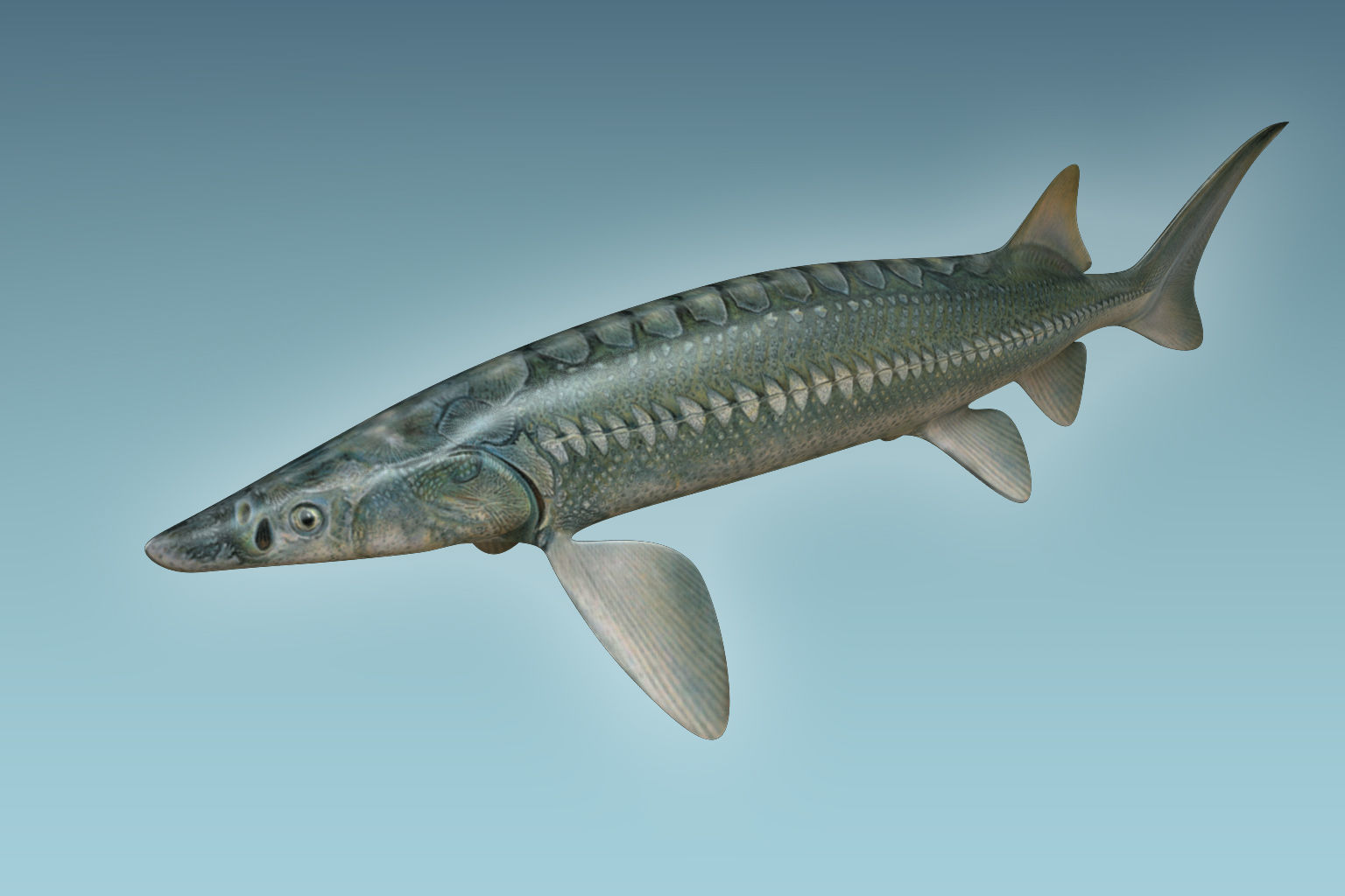 Sturgeon Fish 3D model_2