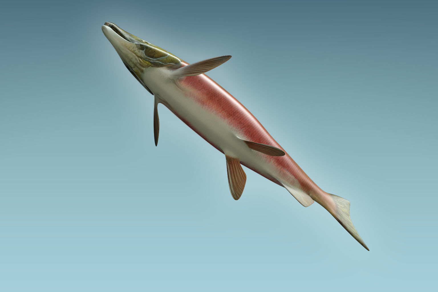 Salmon Fish 3D model_6