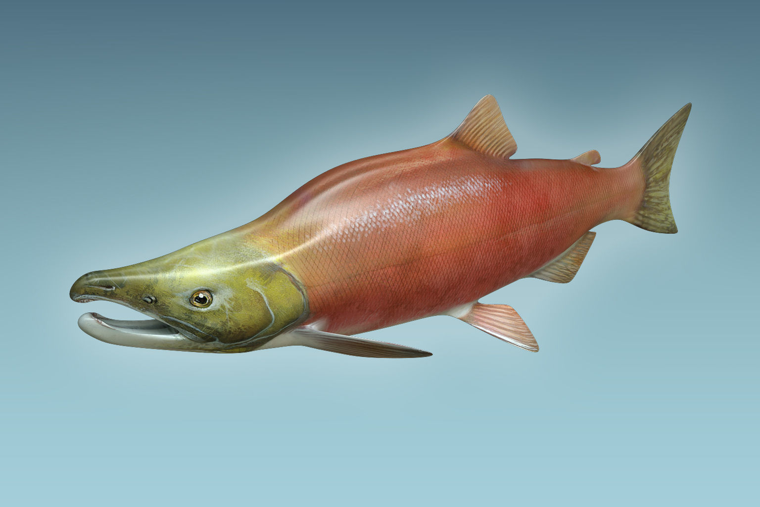 Salmon Fish 3D model_2