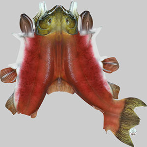 Salmon Fish 3D model_9