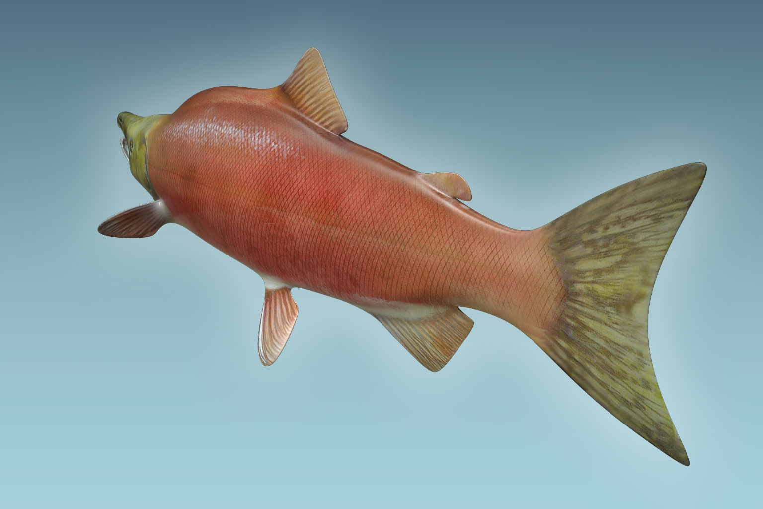 Salmon Fish 3D model_3
