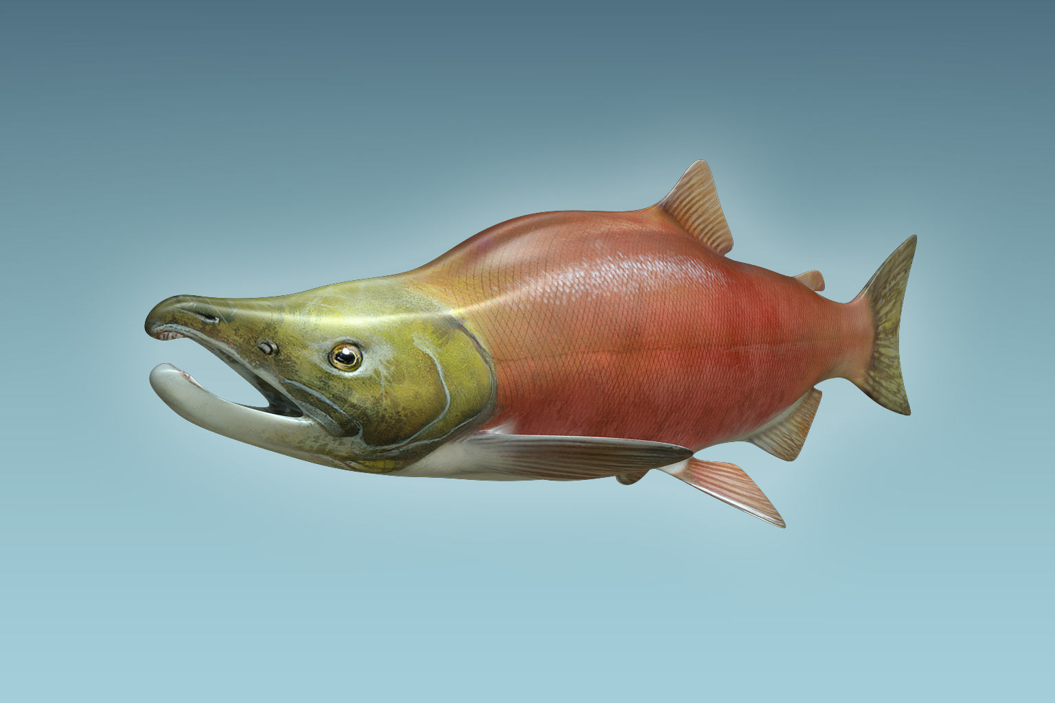 Salmon Fish 3D model_4
