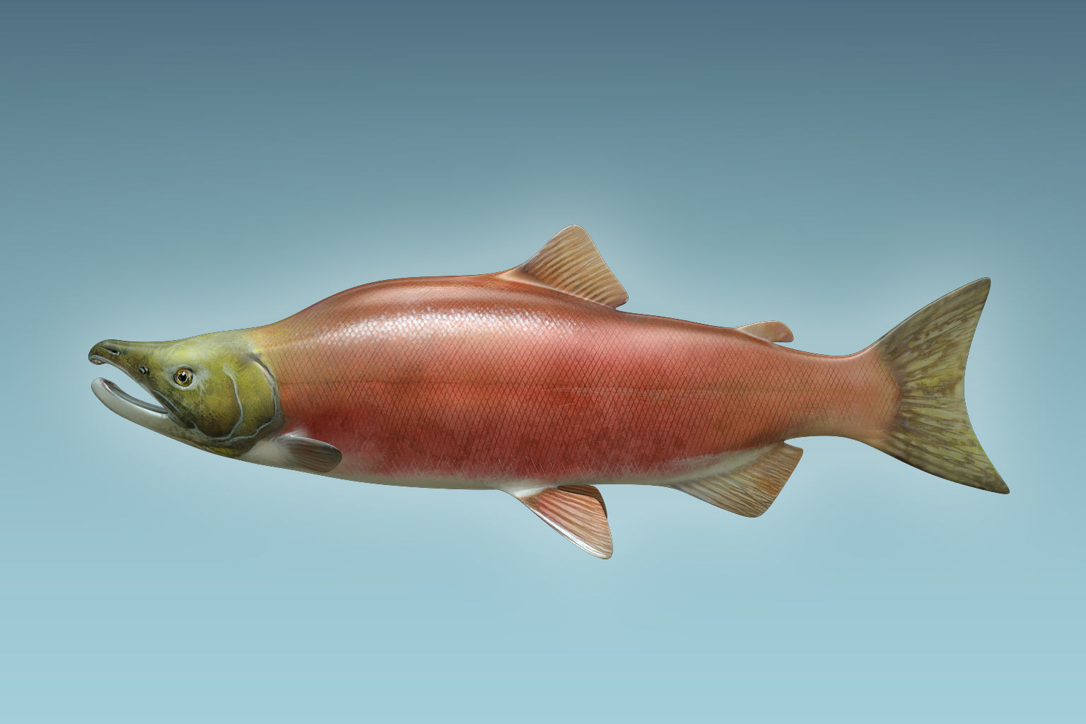 Salmon Fish 3D model_1
