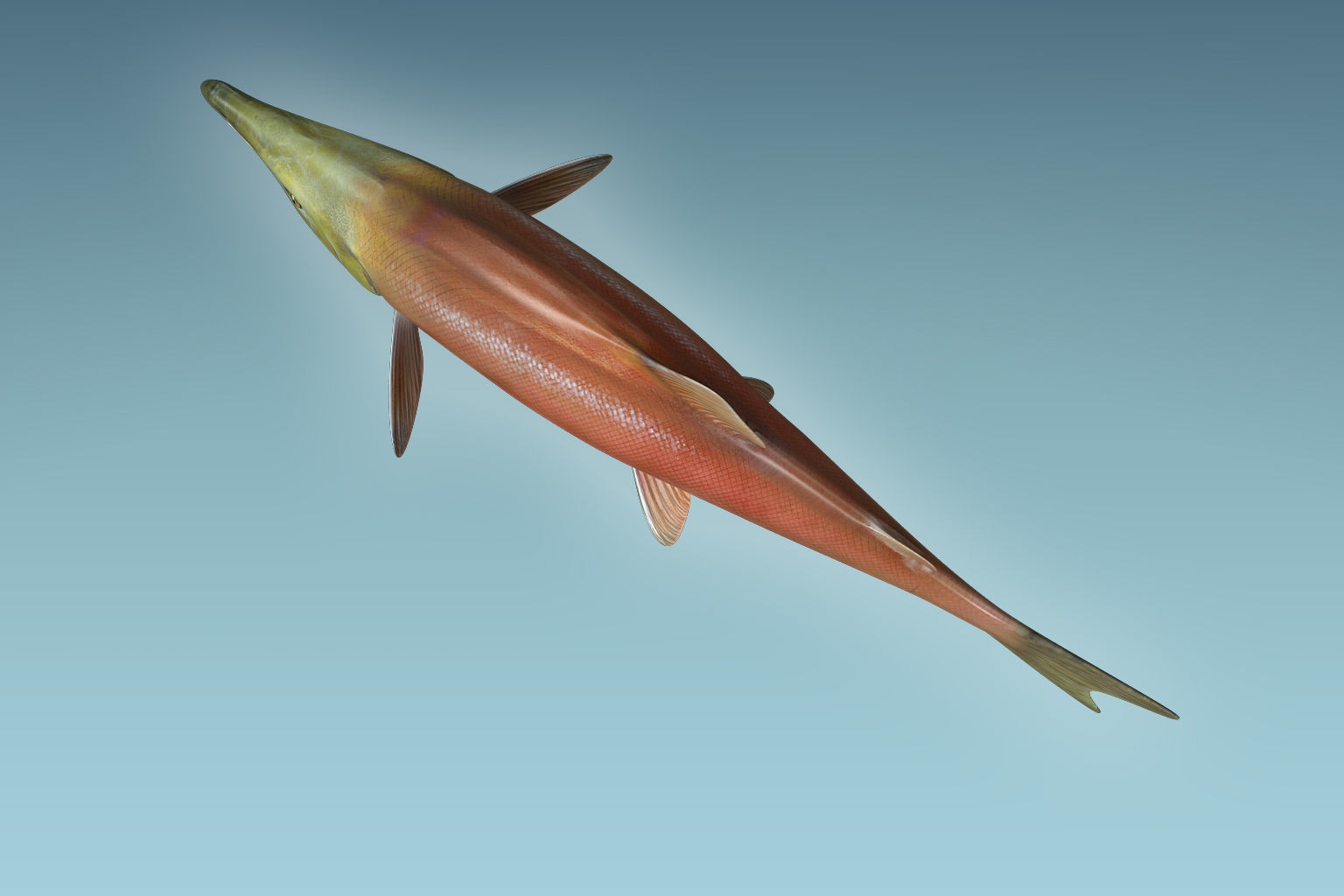 Salmon Fish 3D model_5