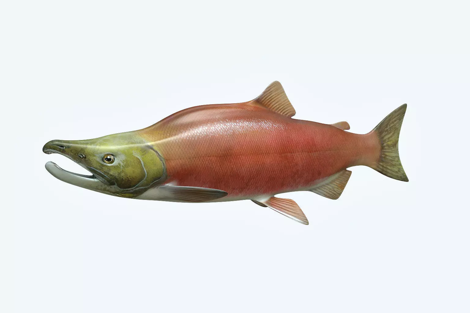 Salmon Fish 3D model_0