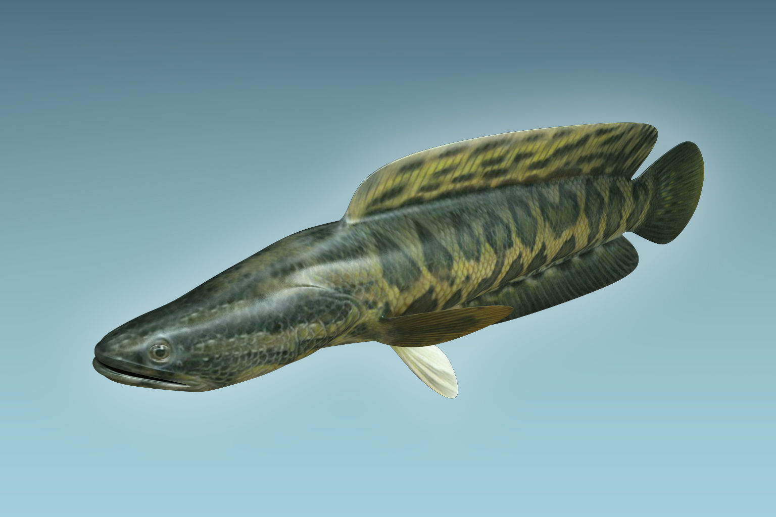 Snake Head 3D model_2