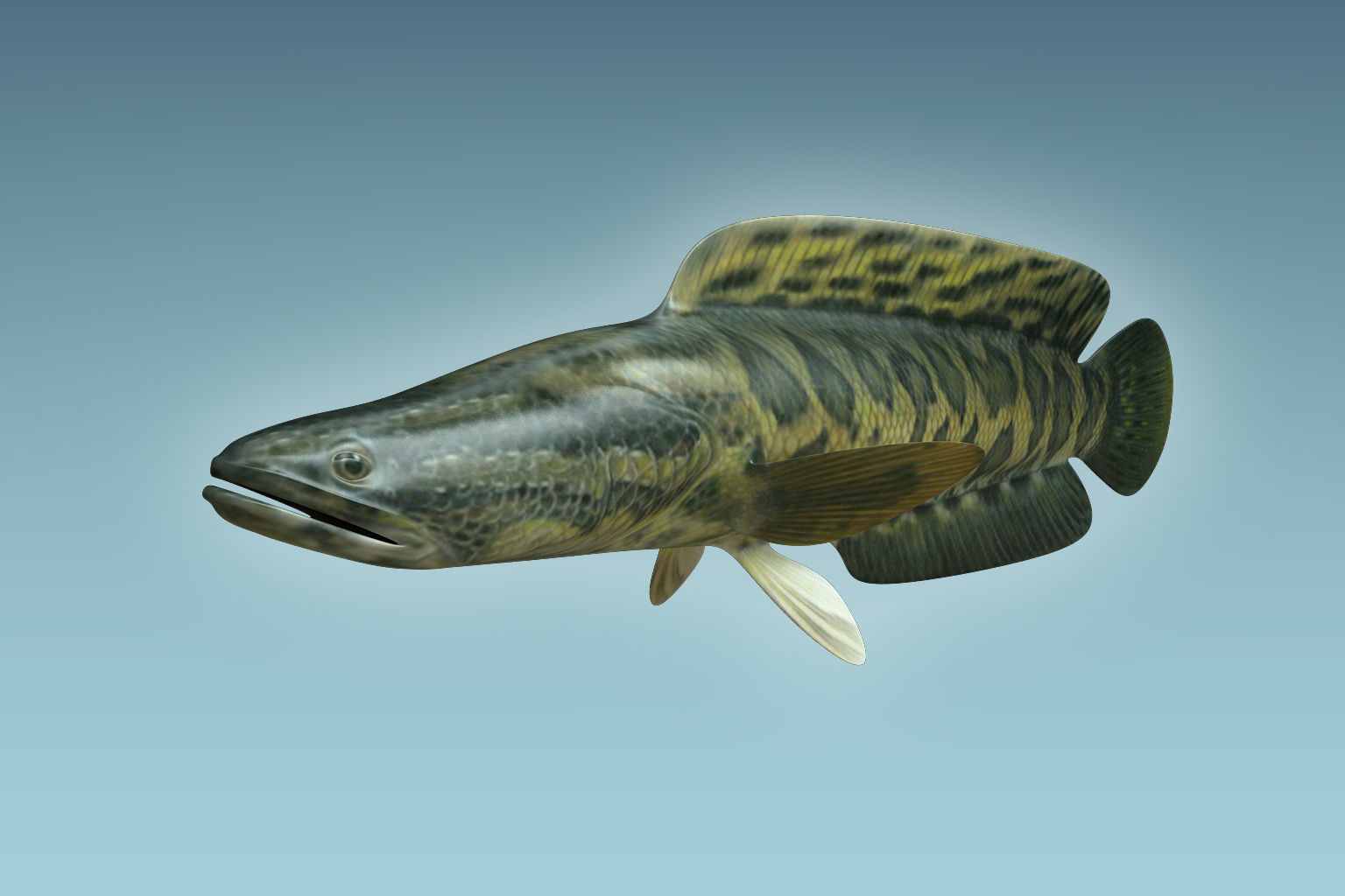 Snake Head 3D model_4