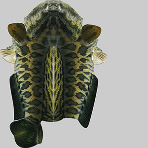 Snake Head 3D model_9