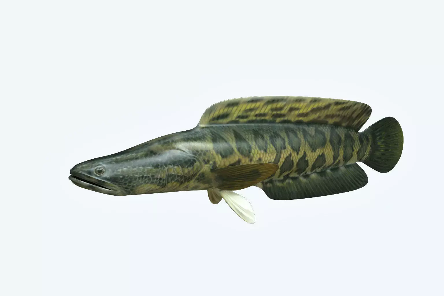 Snake Head 3D model_0