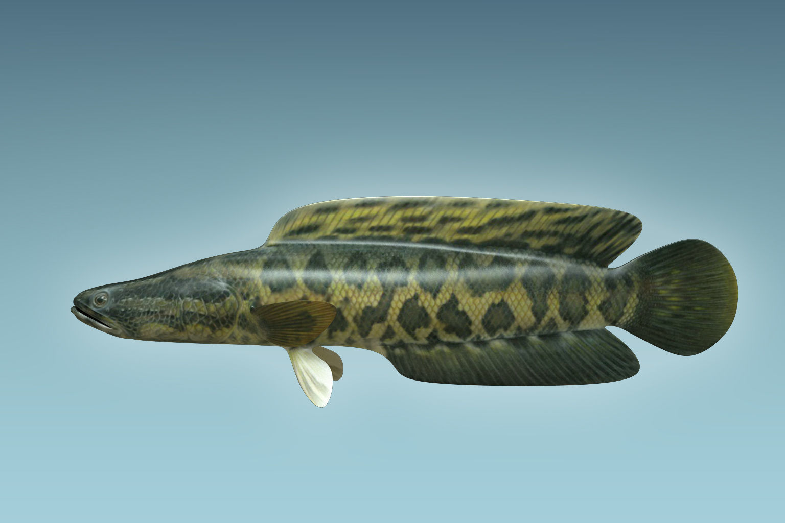 Snake Head 3D model_1