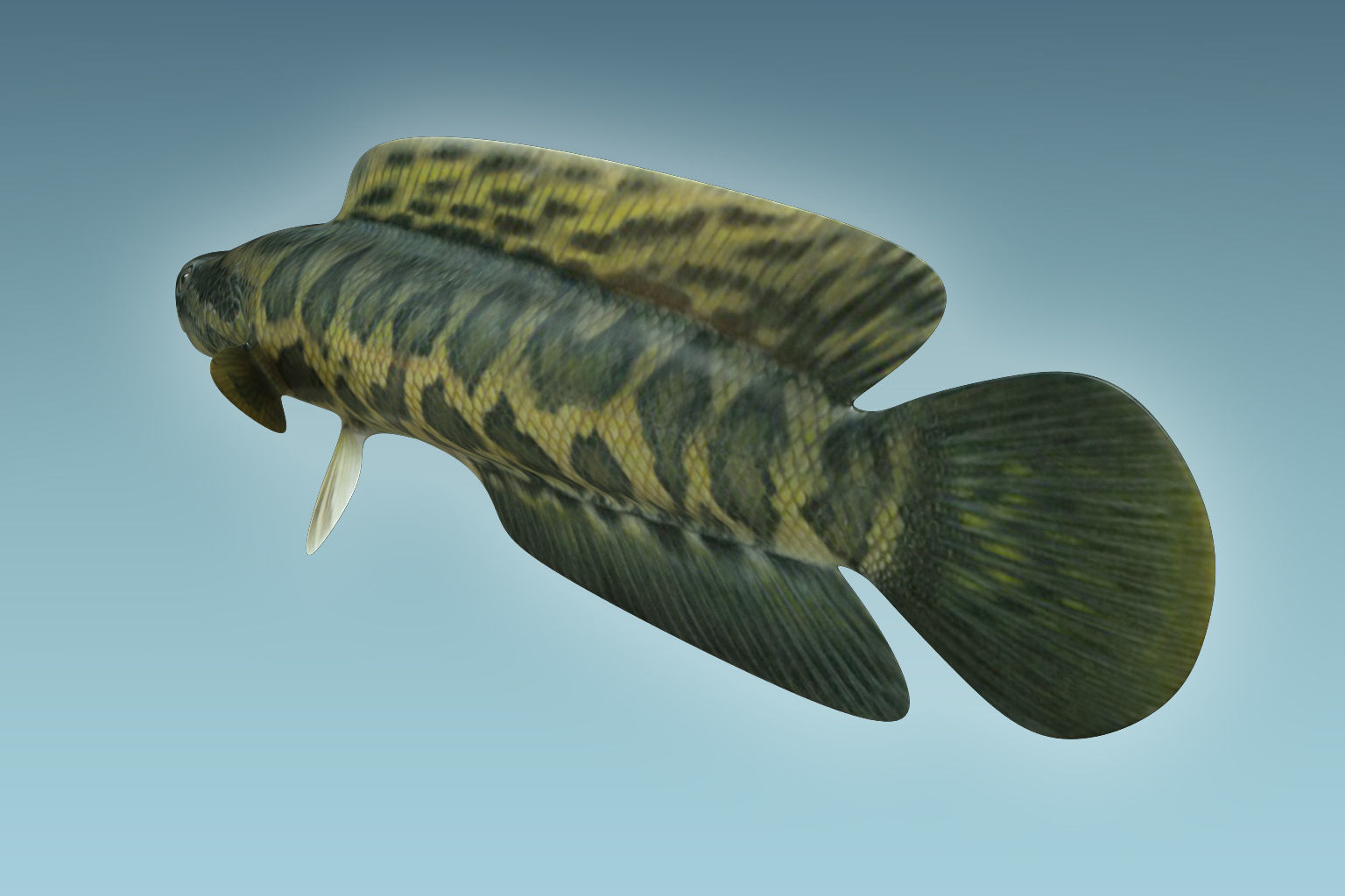 Snake Head 3D model_3