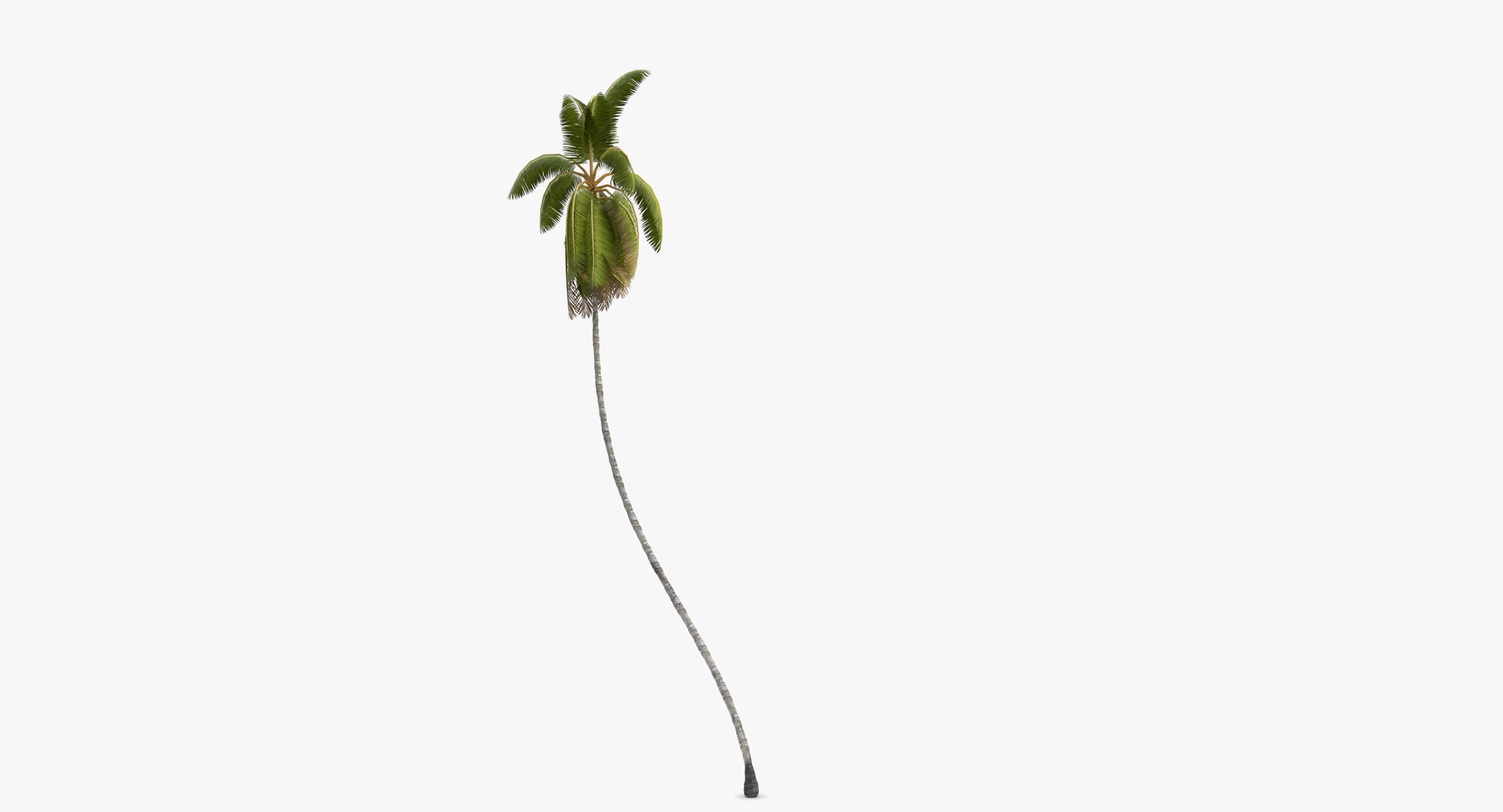 Cocos Nucifera 6354 - 02 Low-poly 3D model_7