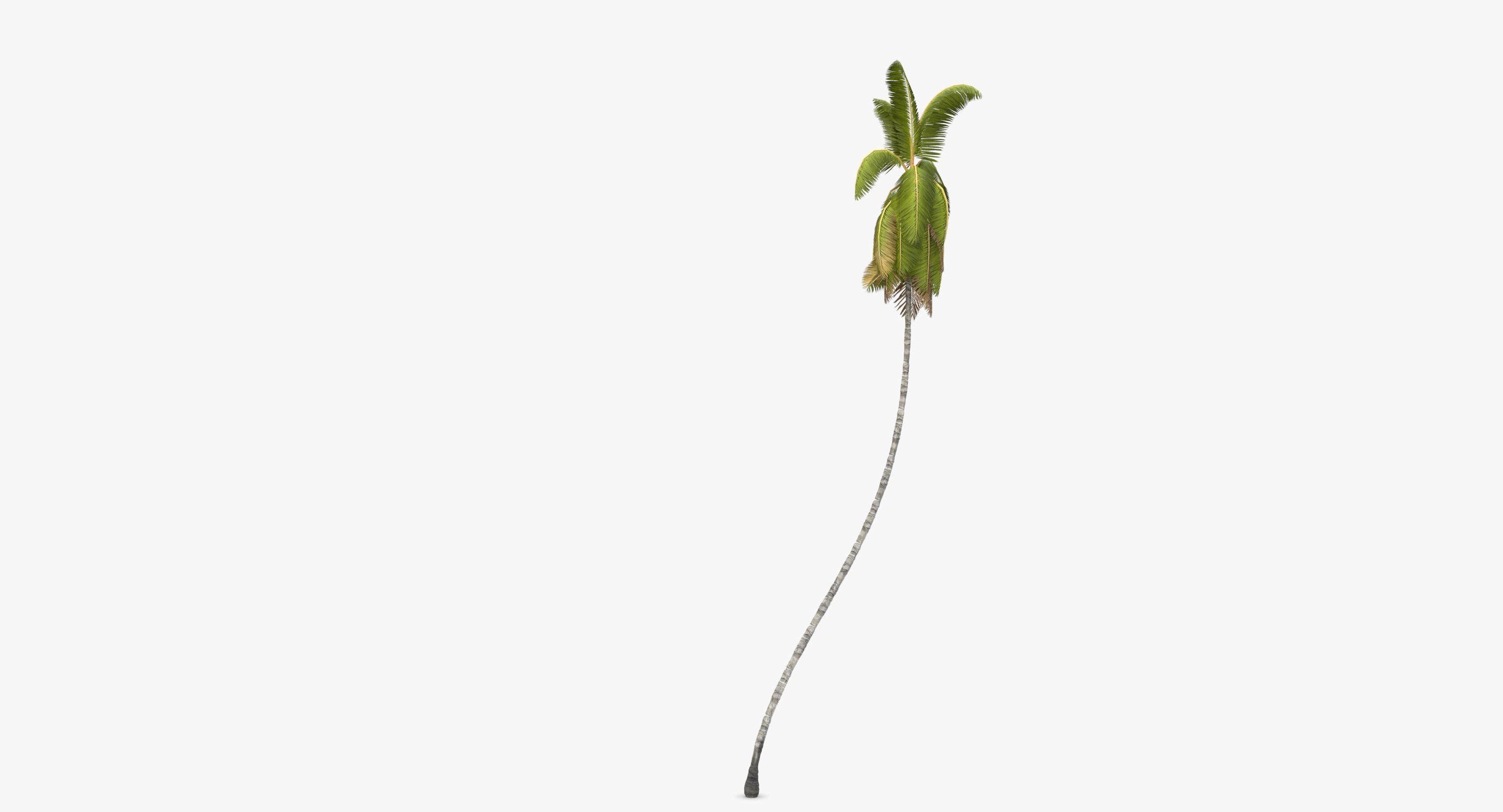 Cocos Nucifera 6354 - 02 Low-poly 3D model_10